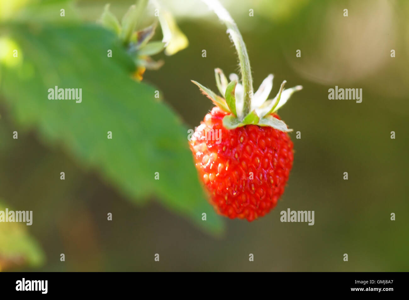Wild strawberries in the forest Stock Photo - Alamy