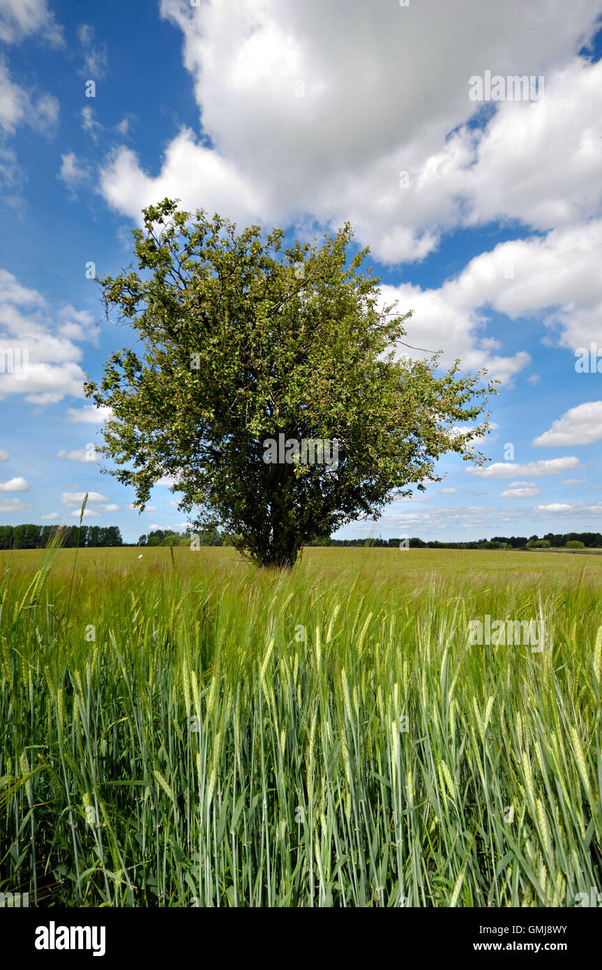 Tree in corn field Stock Photo - Alamy