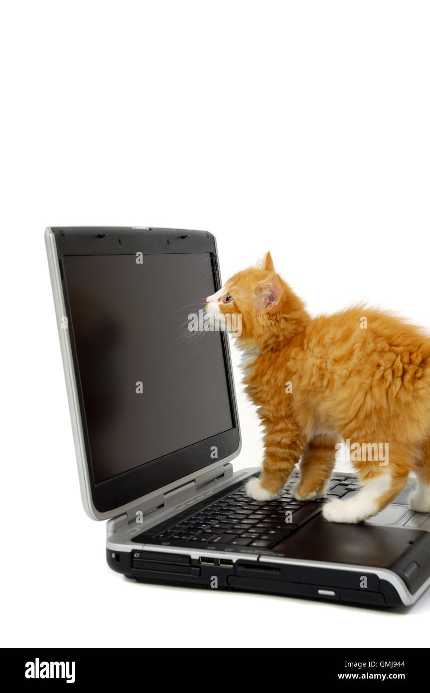 Kitten and laptop Stock Photo Alamy