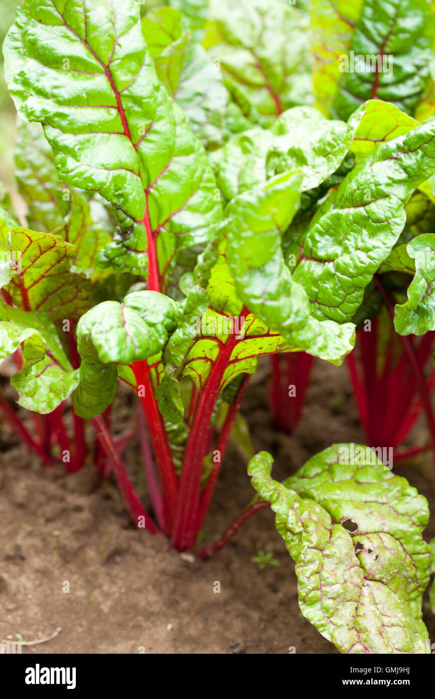 mangold in the garden Stock Photo - Alamy