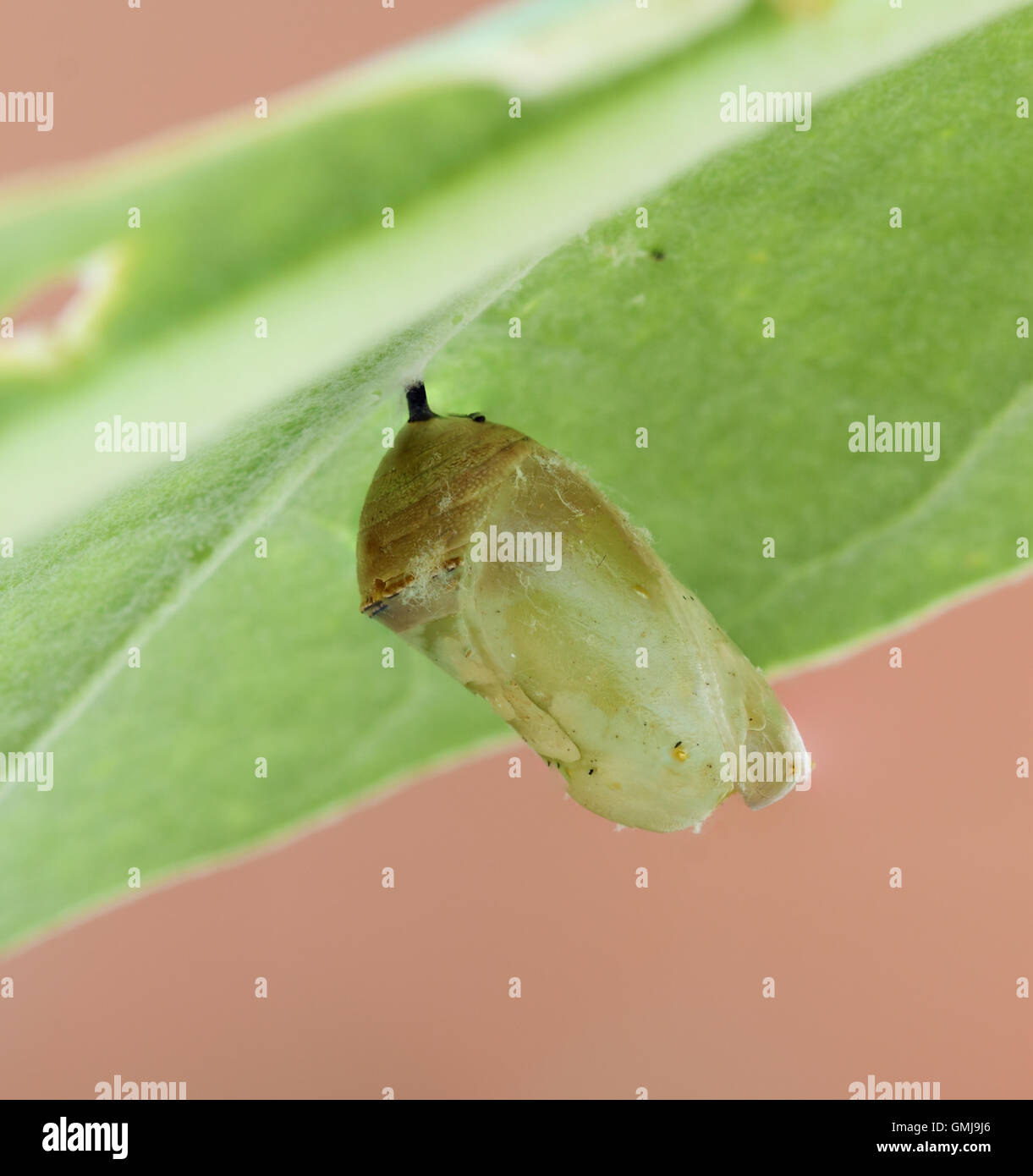 monarch butterfly cocoon Stock Photo Alamy