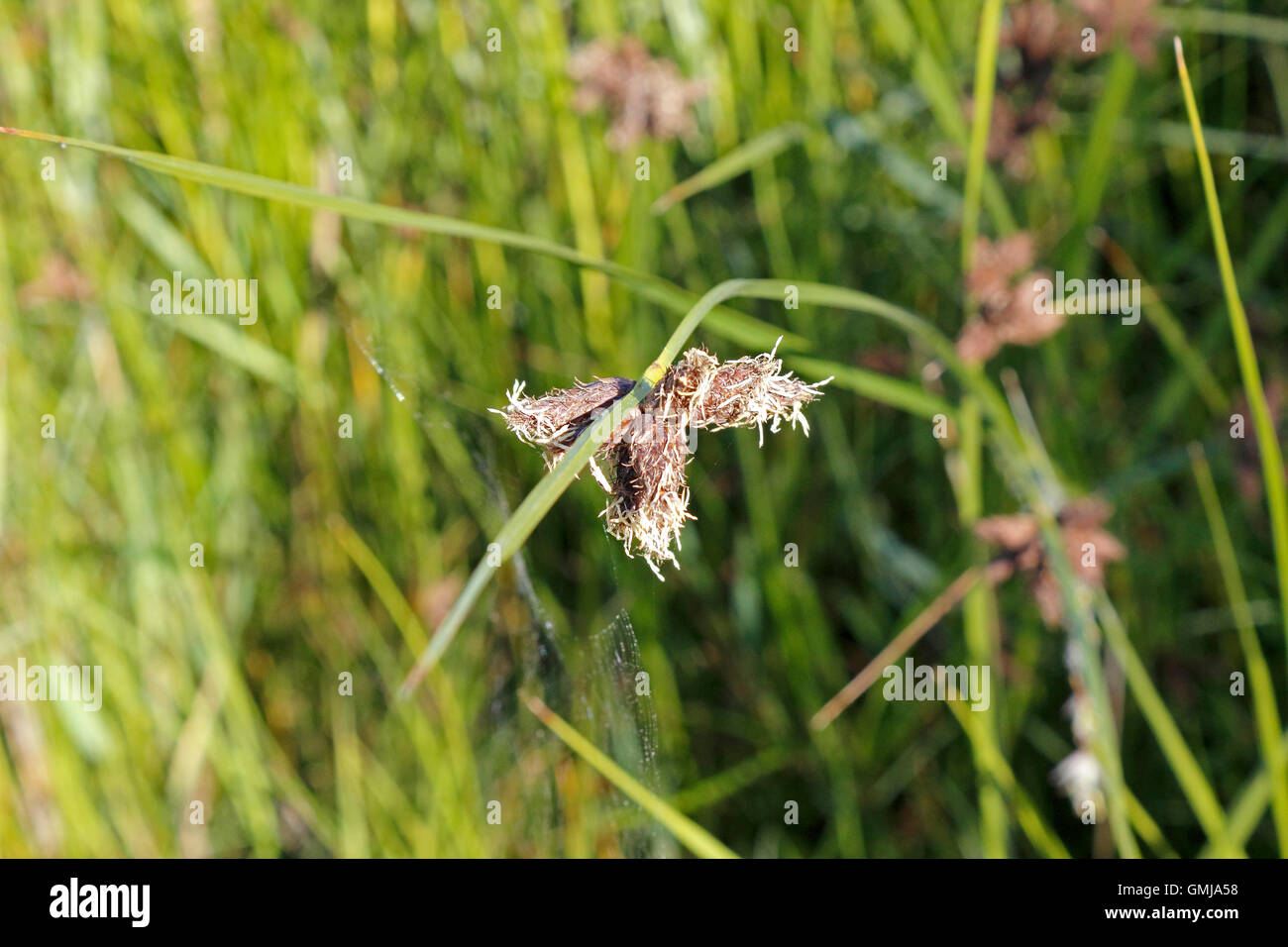 Needle Rush Grass, Juncus roemerianus sp. Stock Photo