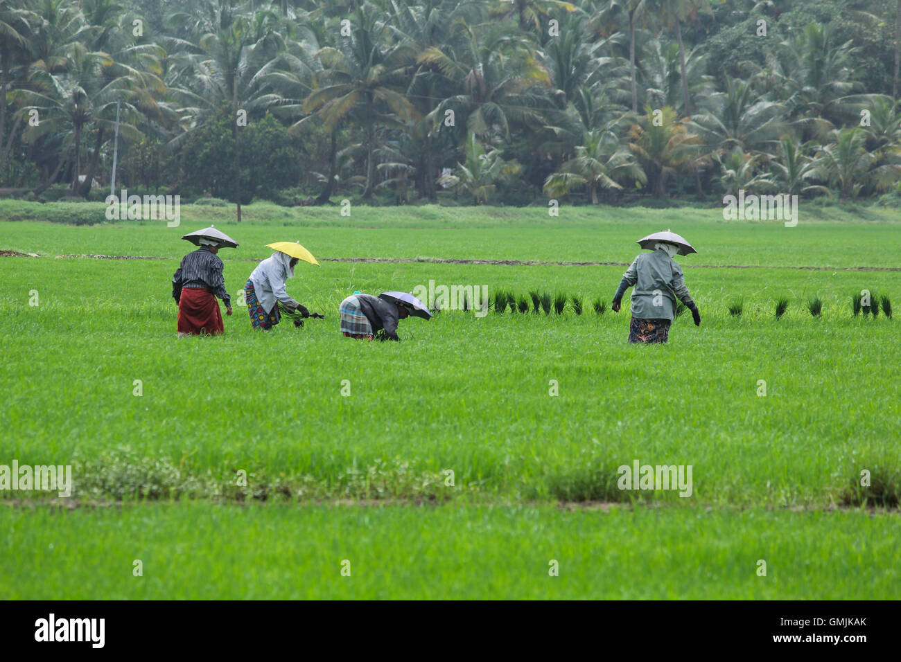 Paddyfield workers in Kerala. Farm workers plant organically cultivated paddy seedlings in the paddy fields. Stock Photo