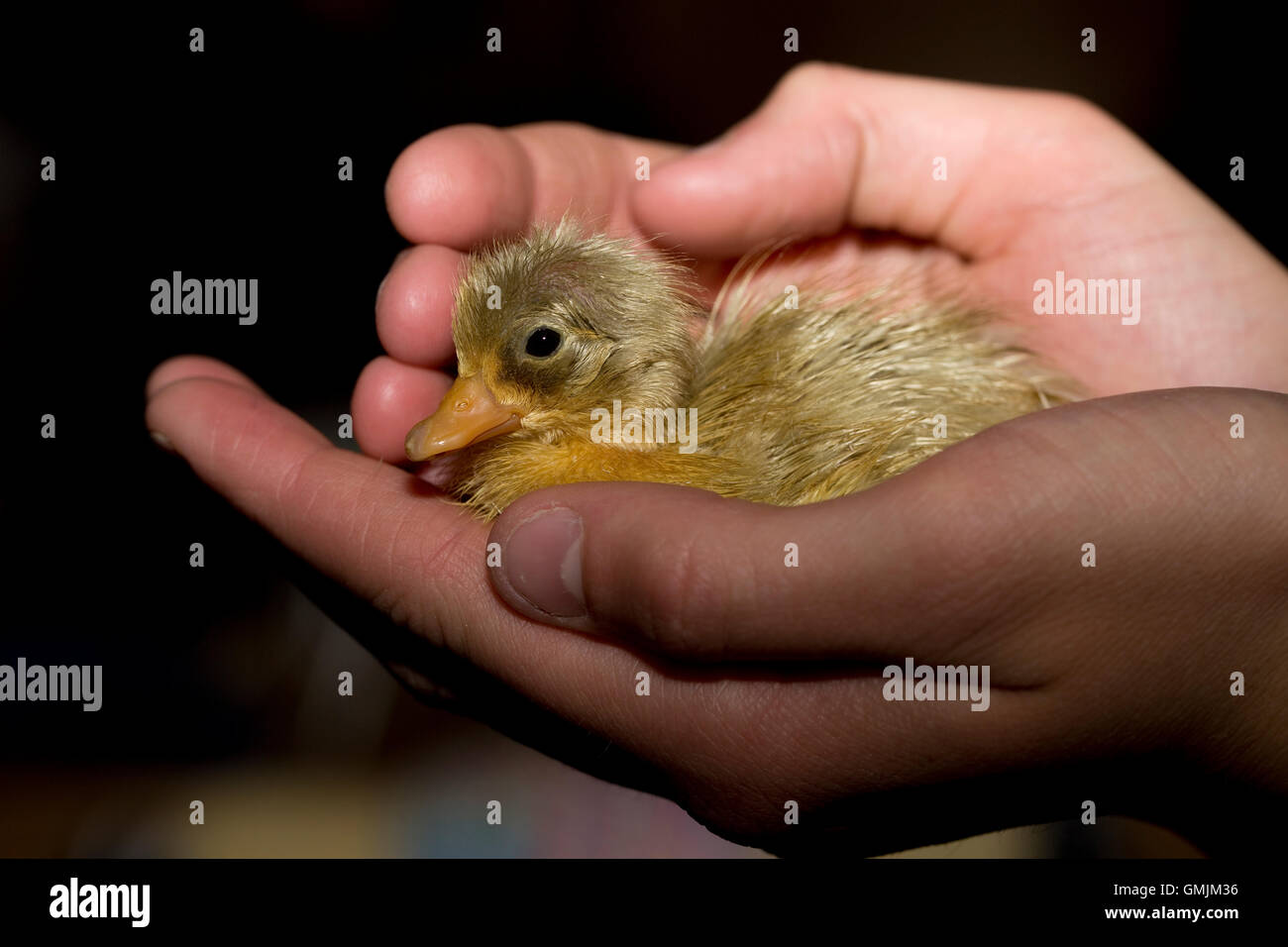 Hands holding fluffy day old duckling Cotswolds UK Stock Photo