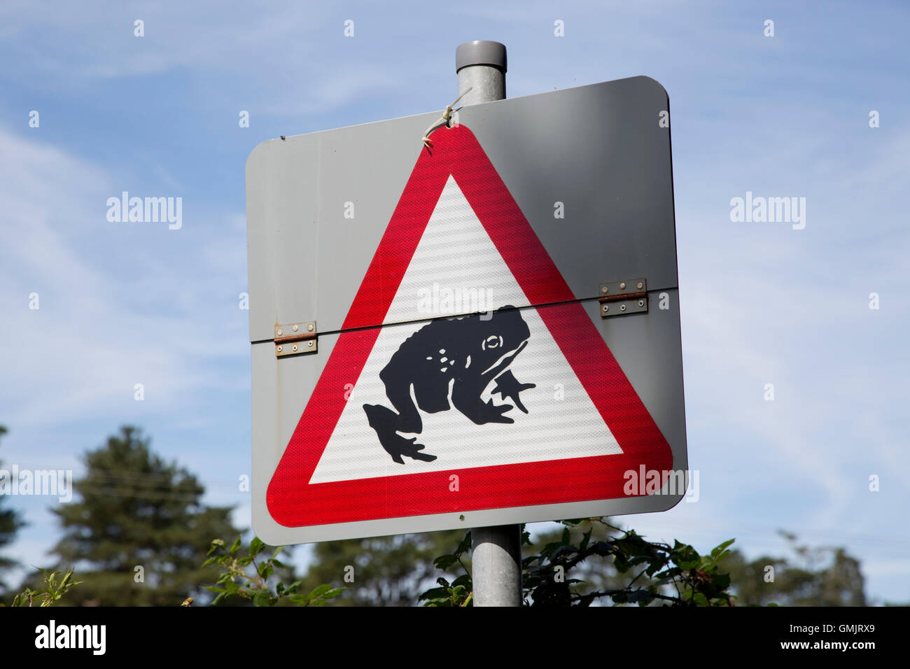 Migrating toad crossing ahead road sign Ynys-hir nature reserve near Machynlleth Wales Stock Photo