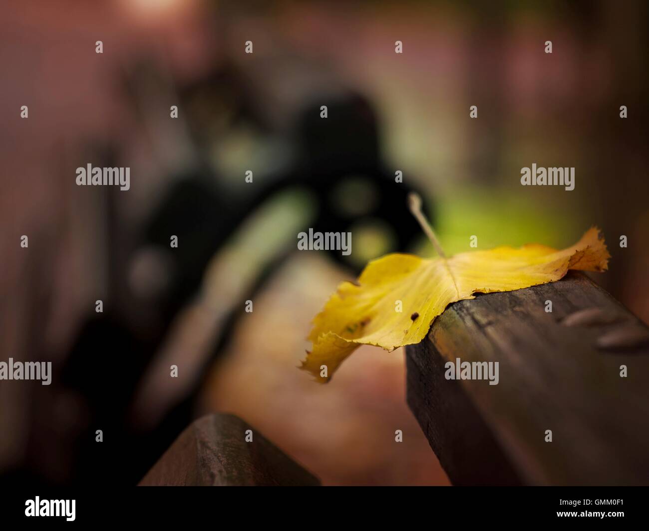 Close up of a fallen yellow autumn leaf over a park bench back Stock Photo