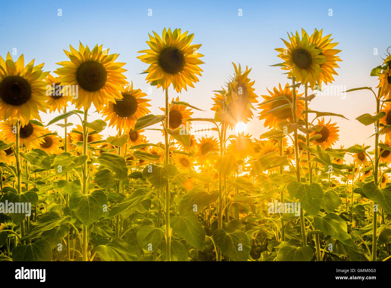 Rays of the rising sun breaking through sunflower plants field. Stock Photo