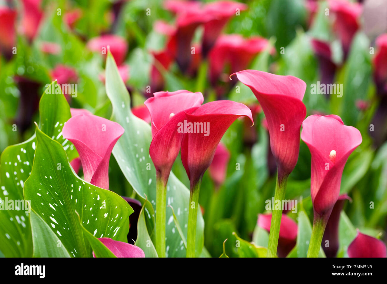 Zantedeschia 'Hawk Eye' flowers growing outdoors Stock Photo - Alamy