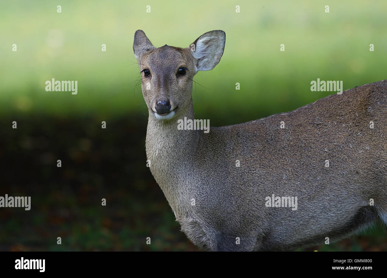 photo of a female deer looking at camera with one ear folded back Stock