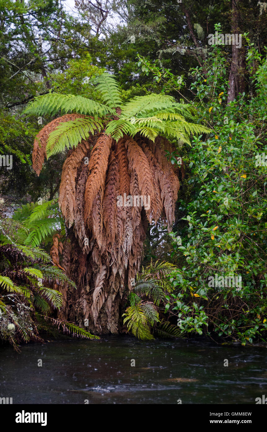 Te Whaikoropupu freshwater springs, Takaka, Golden Bay, Tasman District, South Island, New Zealand Stock Photo