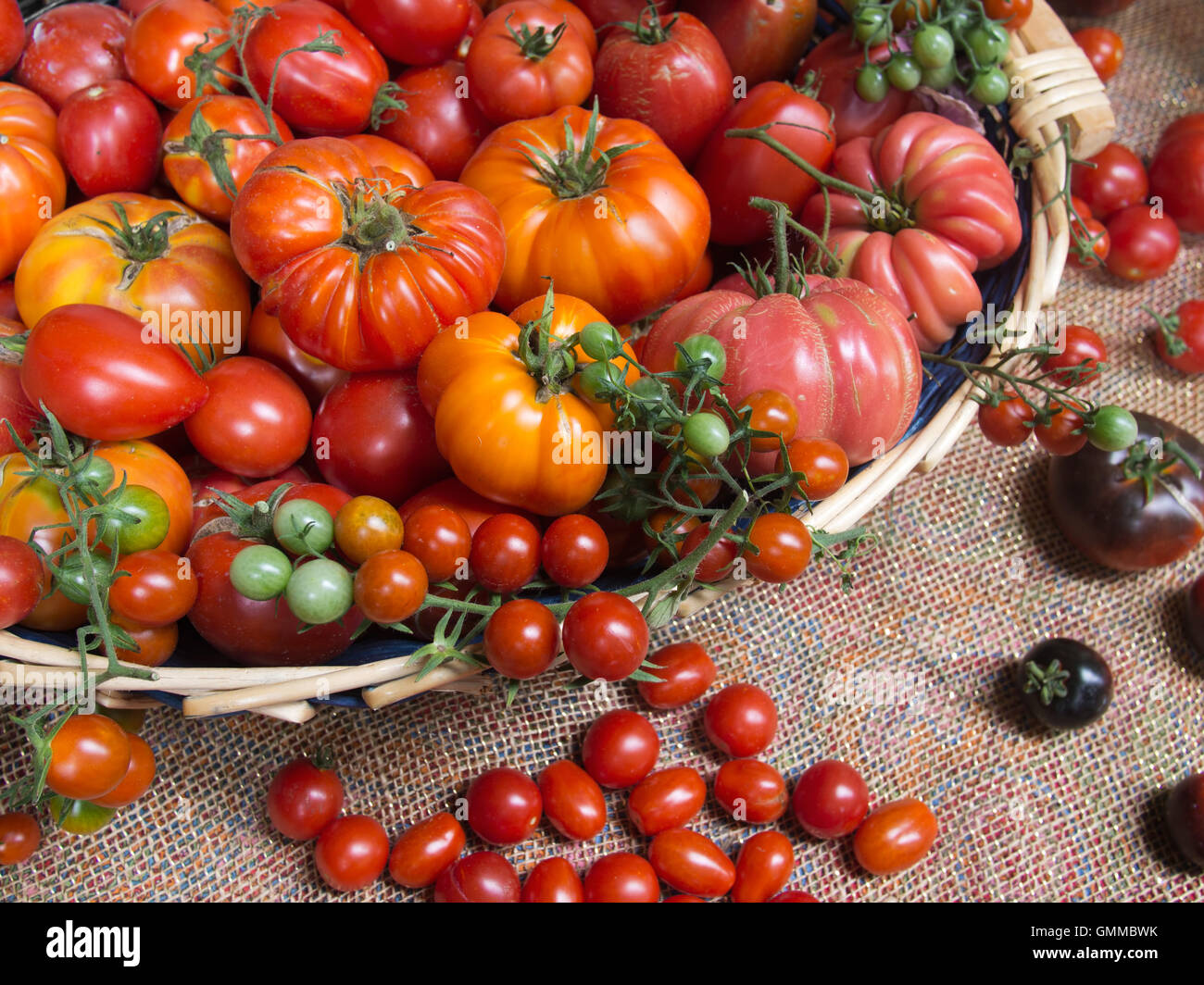 Show tomatoes hires stock photography and images Alamy