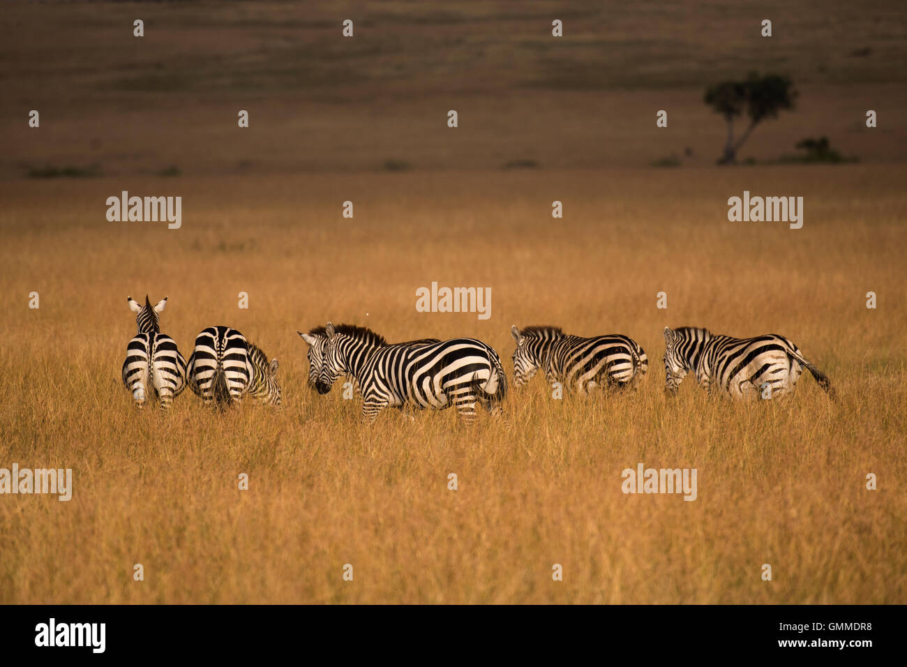 Group of zebras in Masai Mara National Park , Kenya at sunset Stock ...