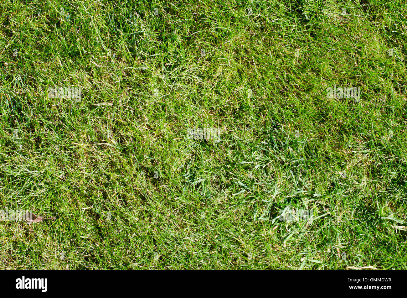 Grass texture top view hi-res stock photography and images - Alamy