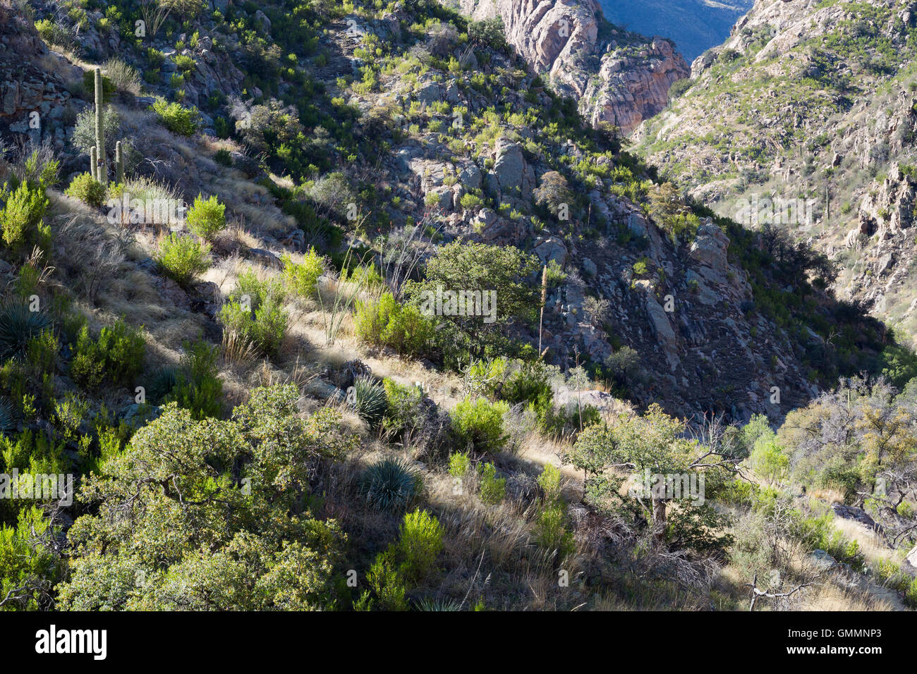 Sabino Canyon descending toward lower elevations in the Santa Catalina Mountains. Pusch Ridge Wilderness, Arizona Stock Photo