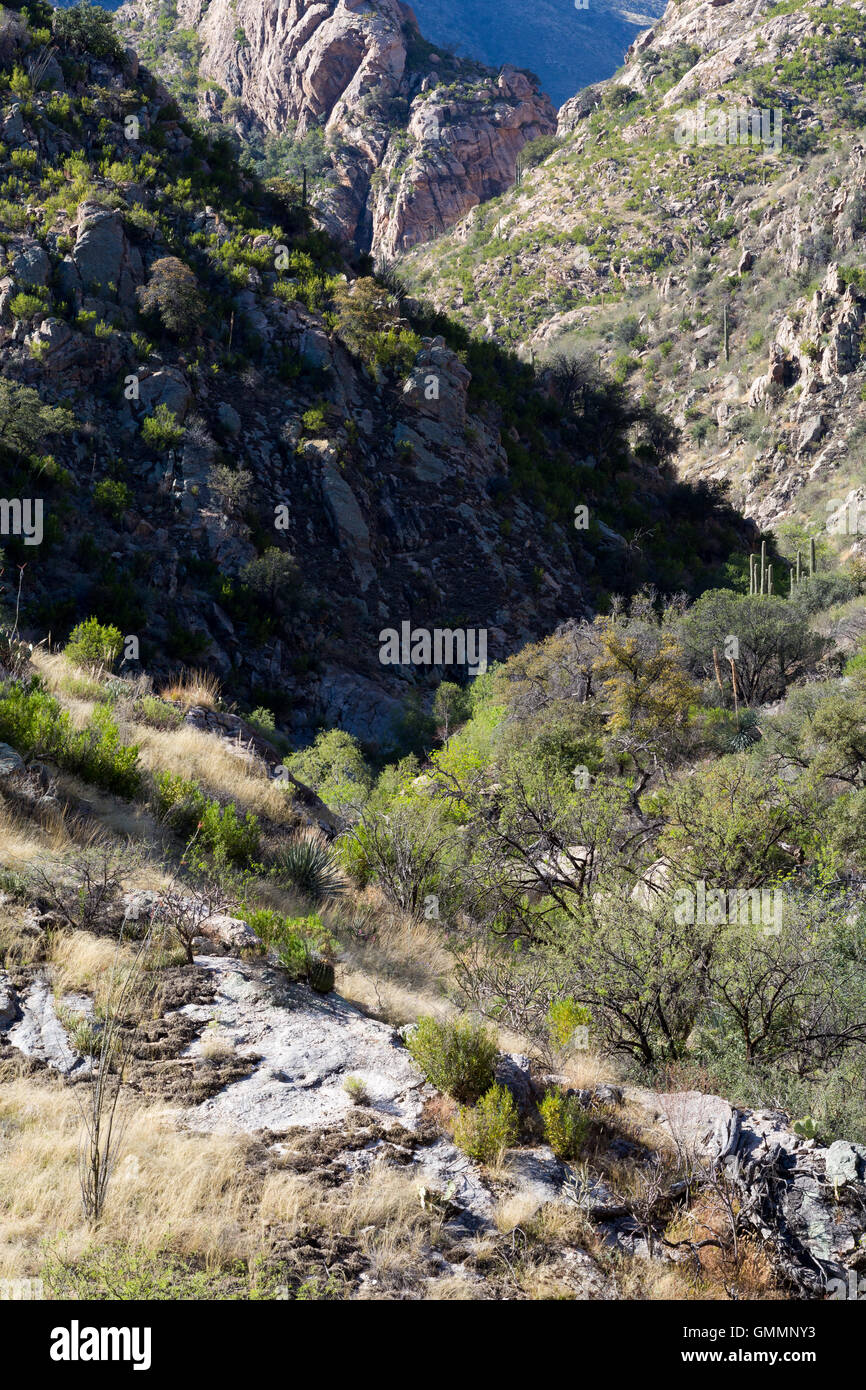 Sabino Canyon descending toward lower elevations in the Santa Catalina Mountains. Pusch Ridge Wilderness, Arizona Stock Photo