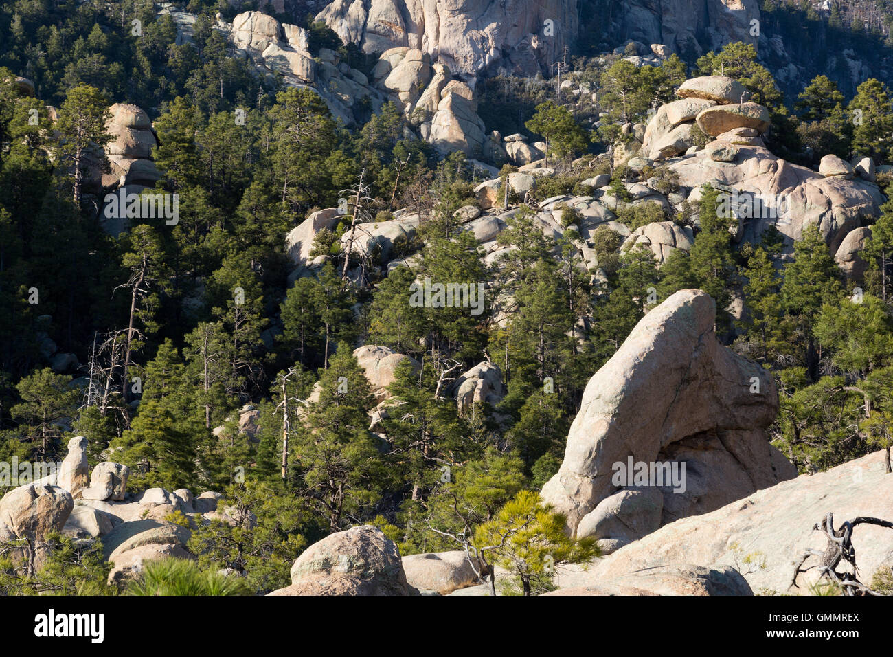 Ponderosa pine trees growing amongst massive granite boulders in the