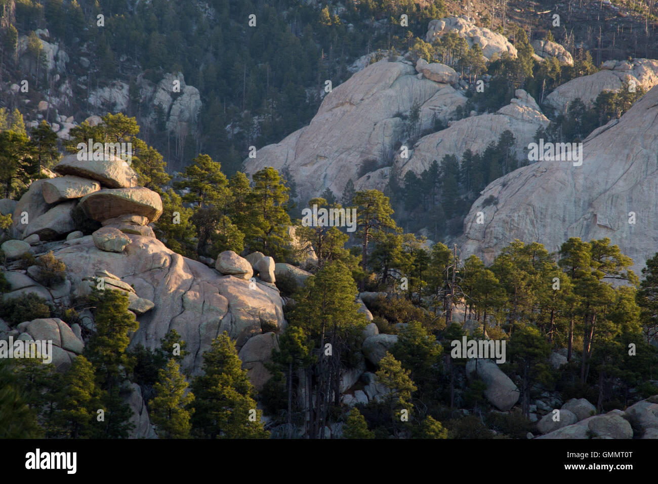 Sunrise light on granite boulders and ponderosa pine trees in the ...