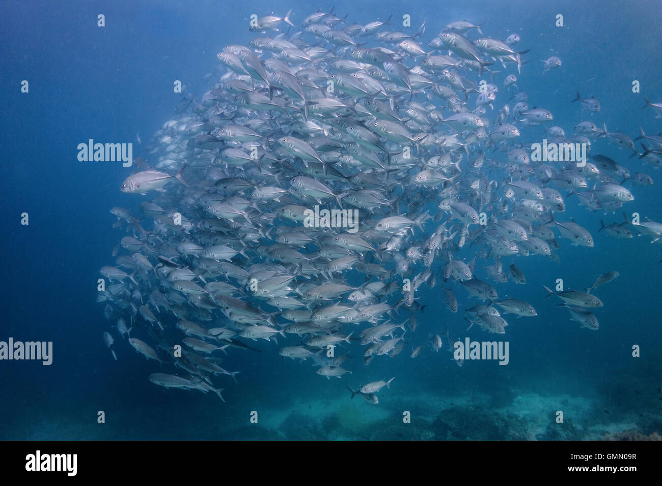 Saltwater bait hi-res stock photography and images - Alamy