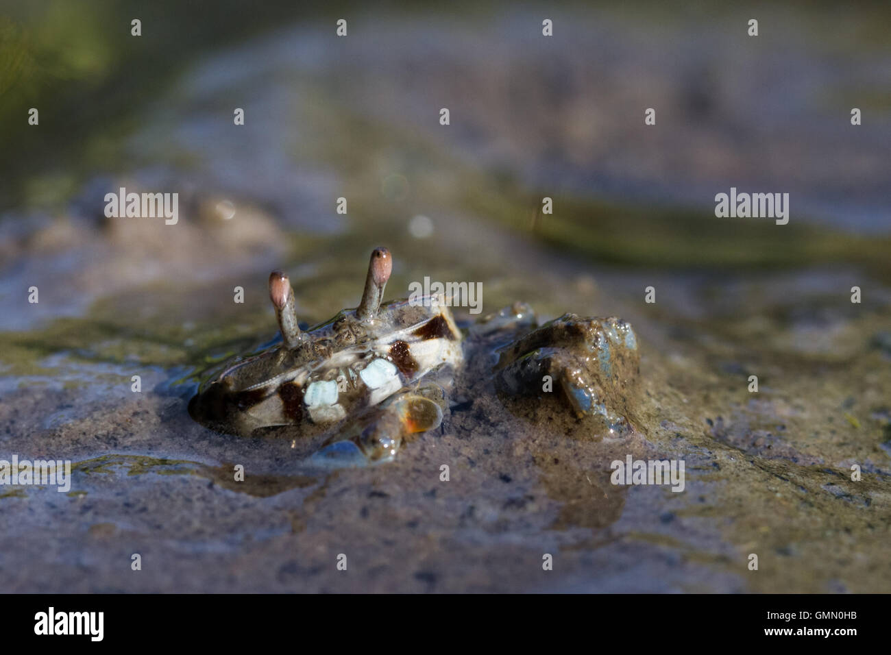 Fiddler crab hires stock photography and images Alamy