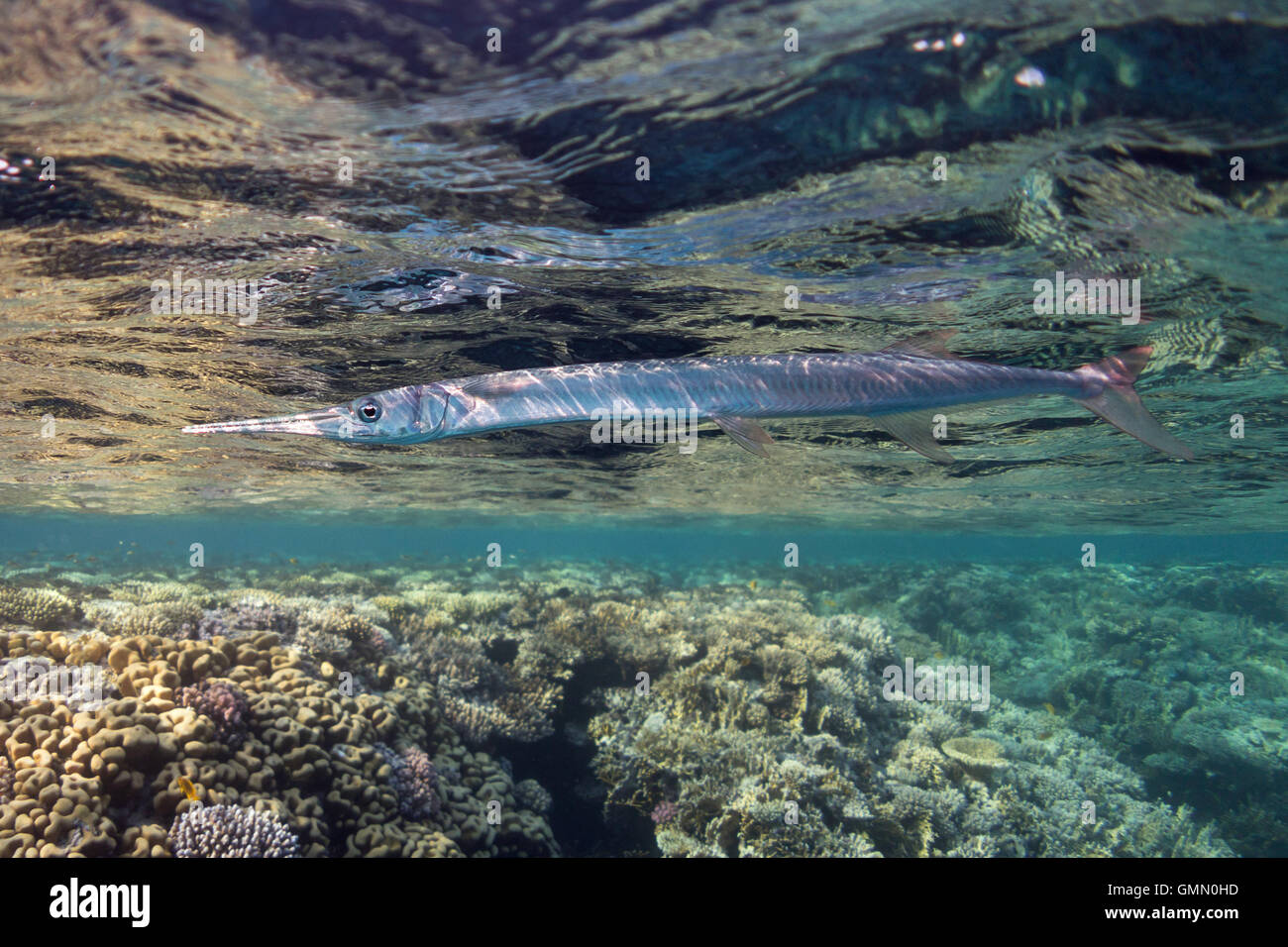 Needlefish hires stock photography and images Alamy