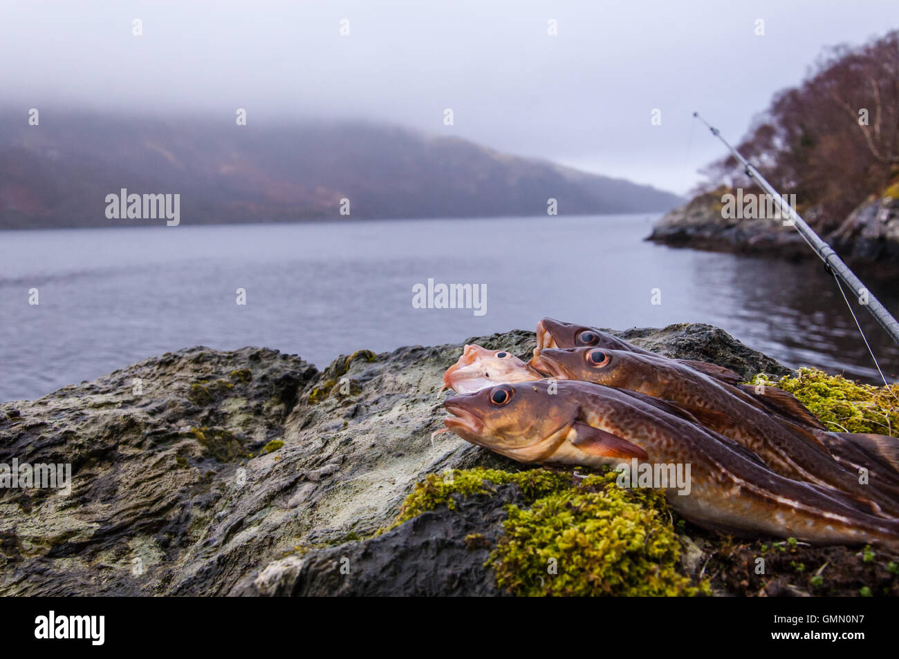 Cod fishing rod hi-res stock photography and images - Alamy