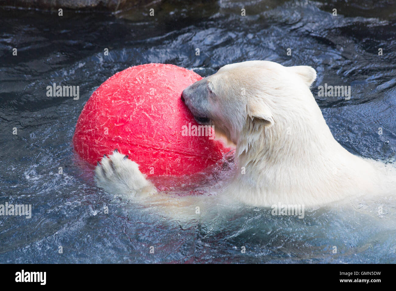 Thalarctos Maritimus (Ursus maritimus) commonly known as Polar bear Stock Photo