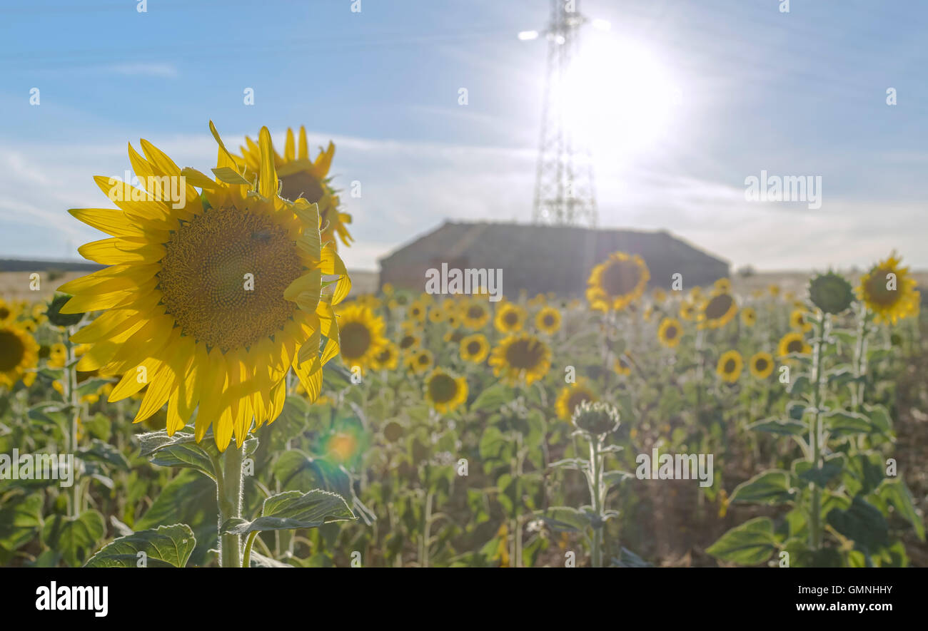 Sunset at field of sunflowers. Natural sparkles and light effects produced for the brightness of the sun. High voltage tower. Stock Photo