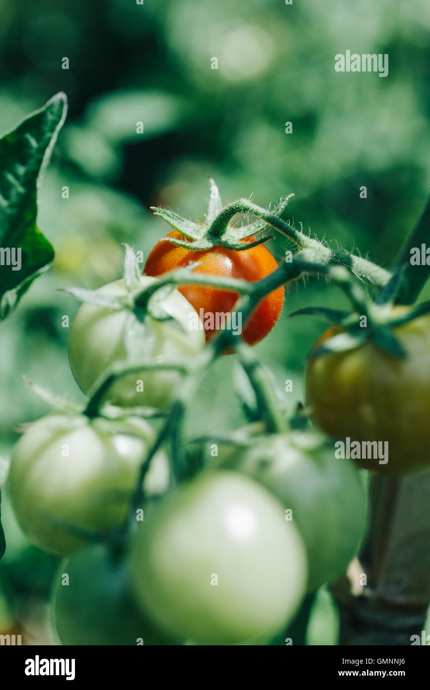 Homegrown cherry tomatoes in a pot Stock Photo Alamy