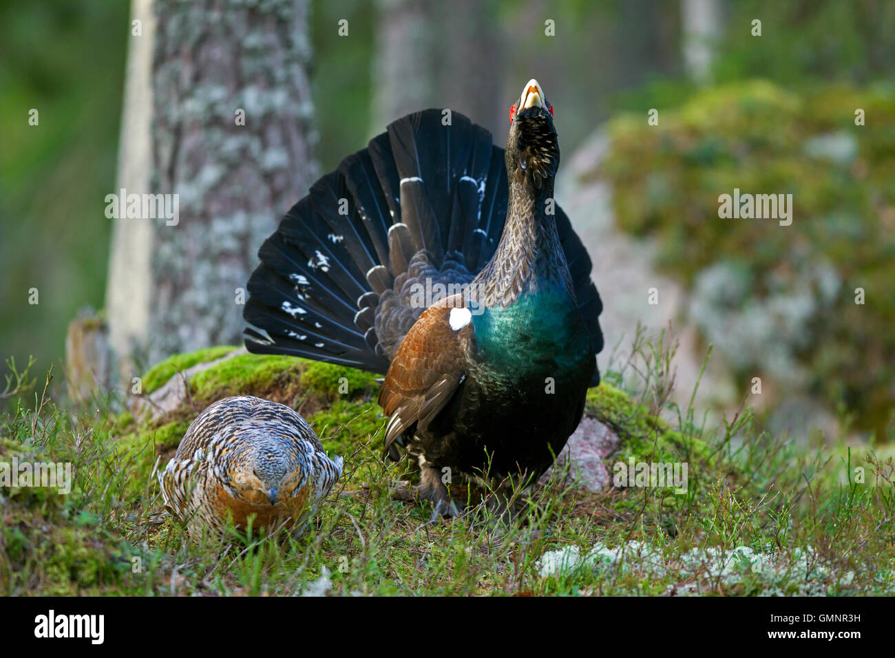 Western capercaillie (Tetrao urogallus) female and male displaying in coniferous forest in spring Stock Photo