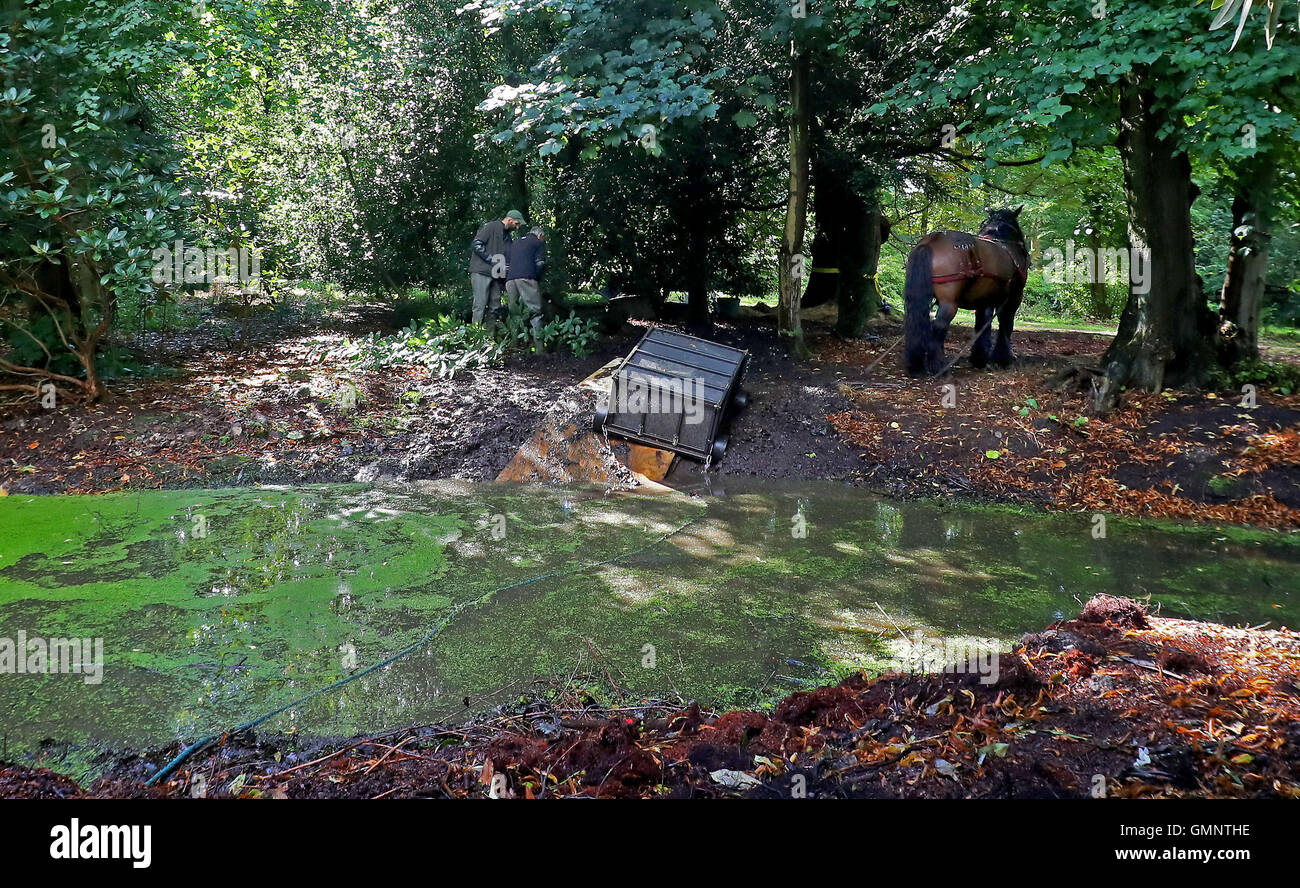 Rosco a three quarter tonne Ardennes stallion pulls a dredge trap to clear one of three ponds at the National Trust's Hare Hill, Over Alderley, Cheshire, in an effort to improve the water quality for the benefit of a range of wildlife species. Stock Photo