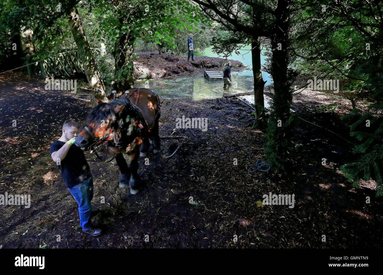 Rosco a three quarter tonne Ardennes stallion pulls a dredge trap to clear one of three ponds at the National Trust's Hare Hill, Over Alderley, Cheshire, in an effort to improve the water quality for the benefit of a range of wildlife species. Stock Photo