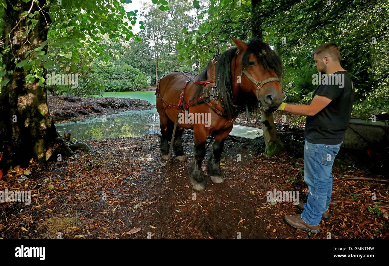 Rosco a three quarter tonne Ardennes stallion pulls a dredge trap to clear one of three ponds at the National Trust's Hare Hill, Over Alderley, Cheshire, in an effort to improve the water quality for the benefit of a range of wildlife species. Stock Photo