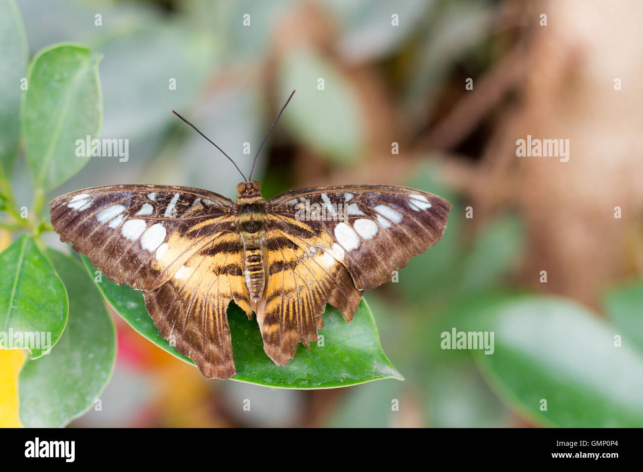 Brown butterfly white spots hires stock photography and images Alamy