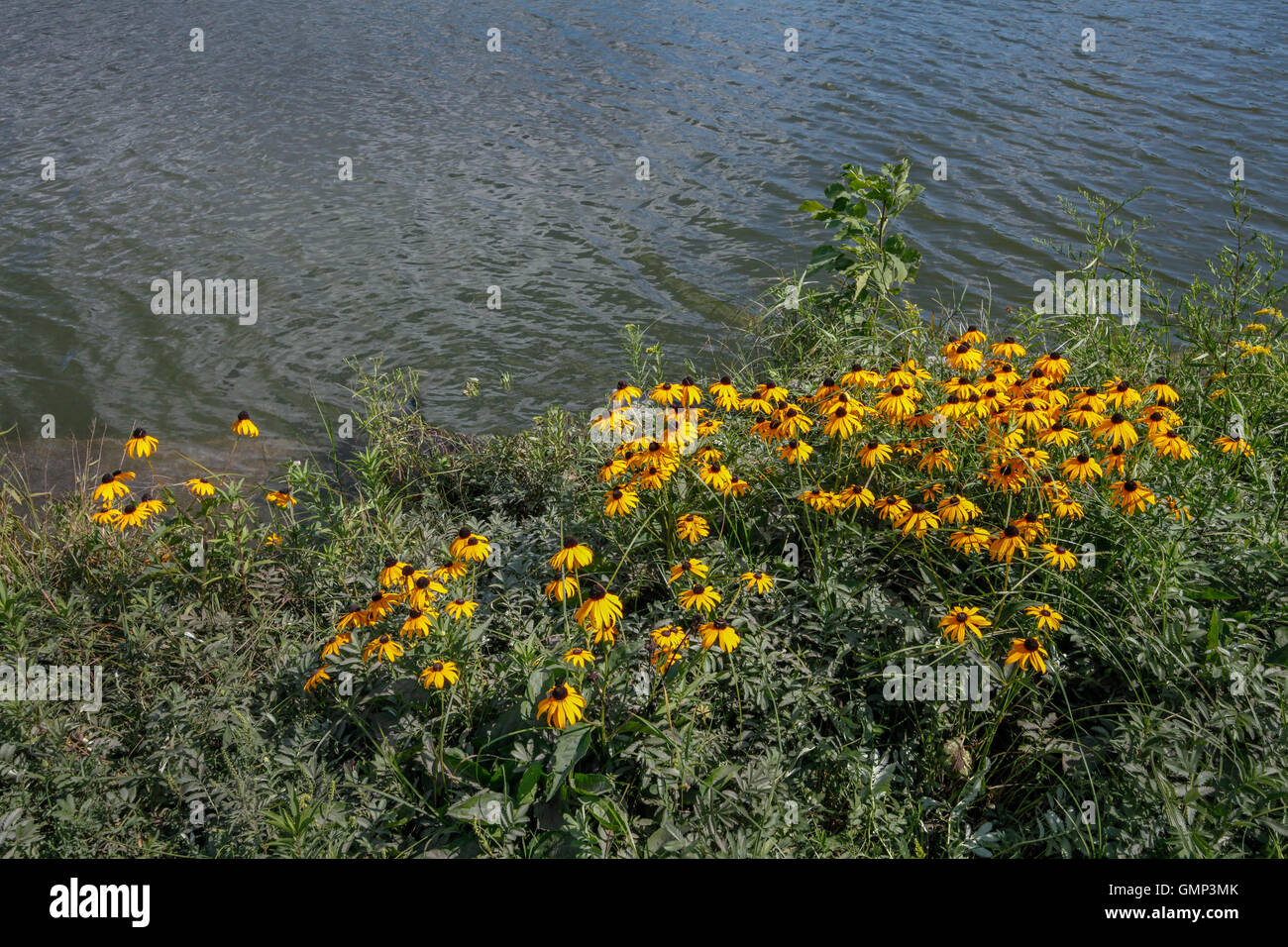 Black-Eyed Susan yellow flowers on the shores of a lake. Stock Photo