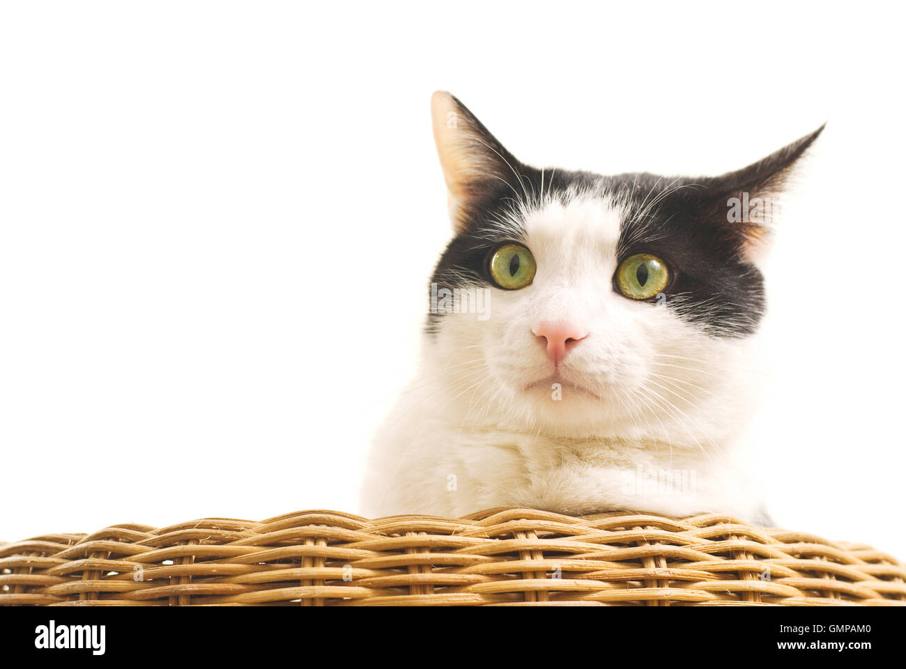 Portrait of black and white cat on sofa Stock Photo - Alamy