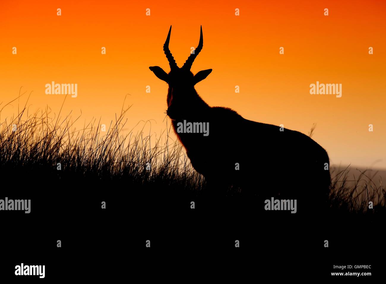 Antelope Silhouette Stock Photo