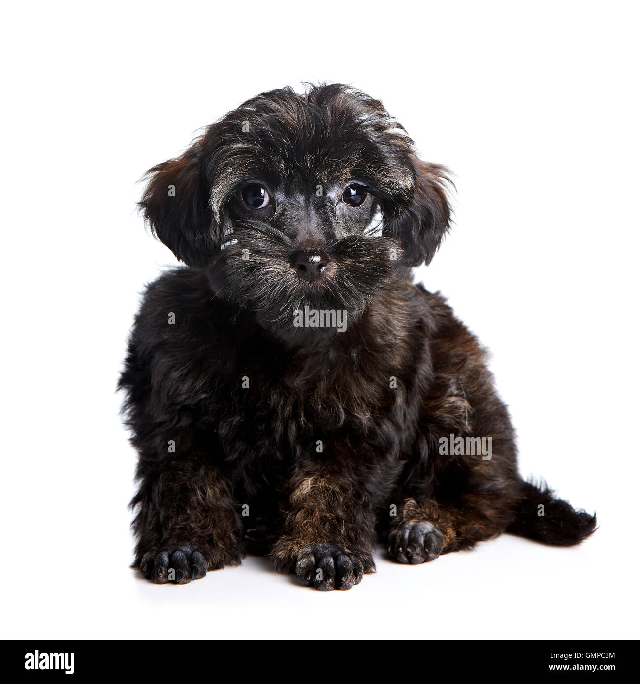 Small cute puppy on Cut Out Stock Images Pictures Alamy