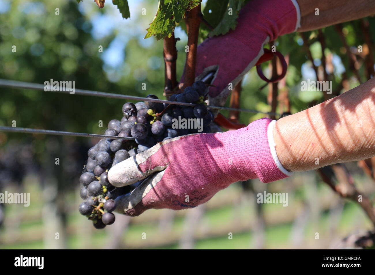 Grape picker cutting off a bunch of grapes with cutters at Te Mata Estate Winery, North Havelock, New Zealand Stock Photo