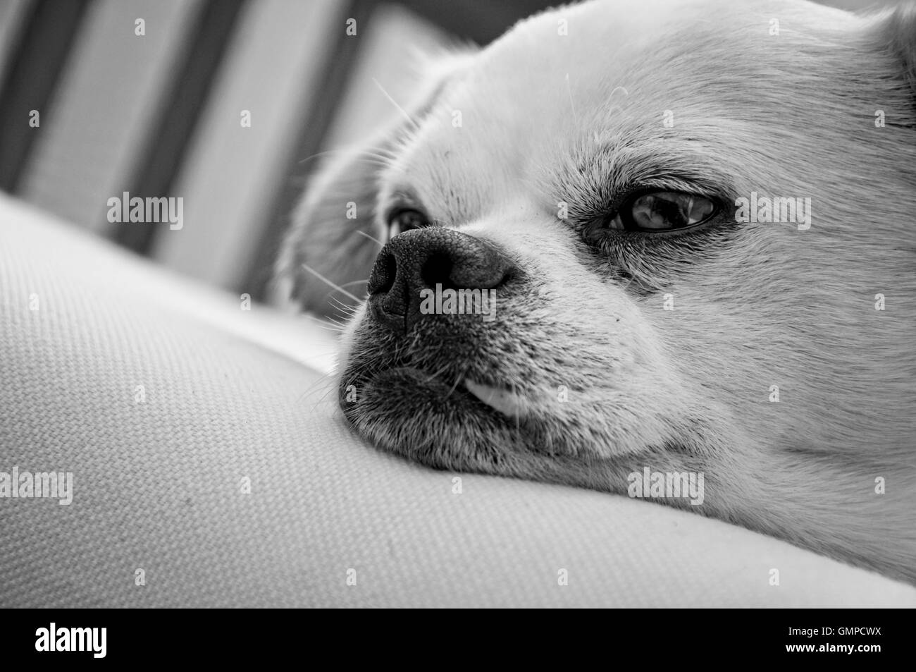 white dog sleeping Stock Photo Alamy