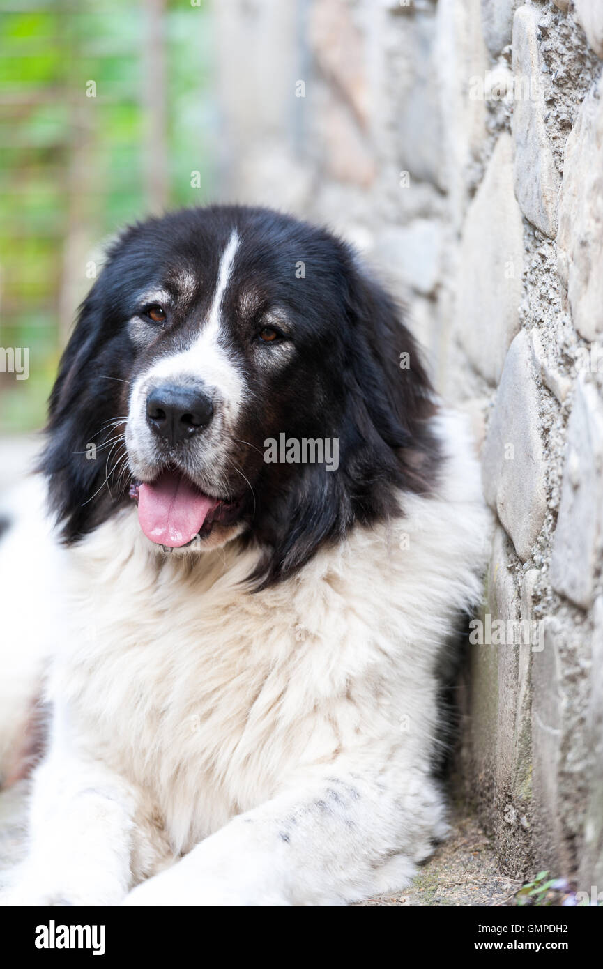 Shepherd dog from Bucovina, Romania Stock Photo