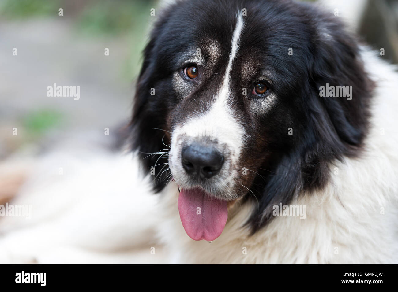 Shepherd dog from Bucovina, Romania Stock Photo