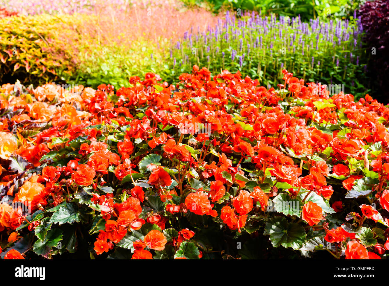 Orange red Begonia cultivar in ornamental flowerbed. Other flowers in the background. Stock Photo