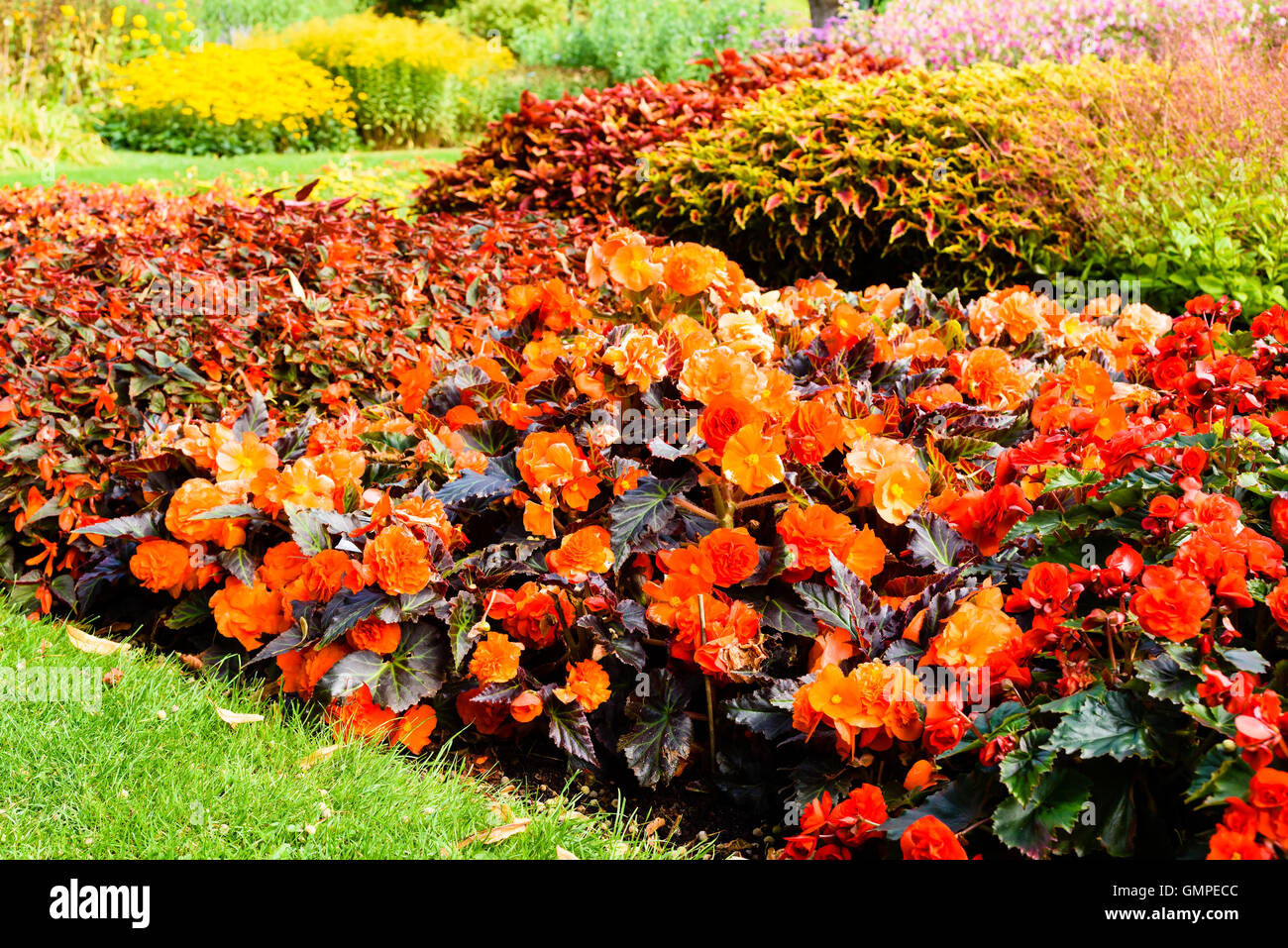 Orange red Begonia cultivar in ornamental flowerbed. Other flowers in the background. Stock Photo