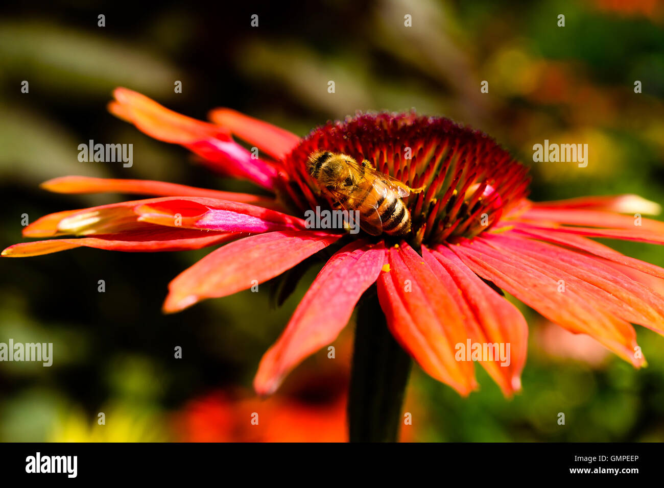 Close up of female honeybee feeding on nectar from a red coneflower while pollinating it. Stock Photo
