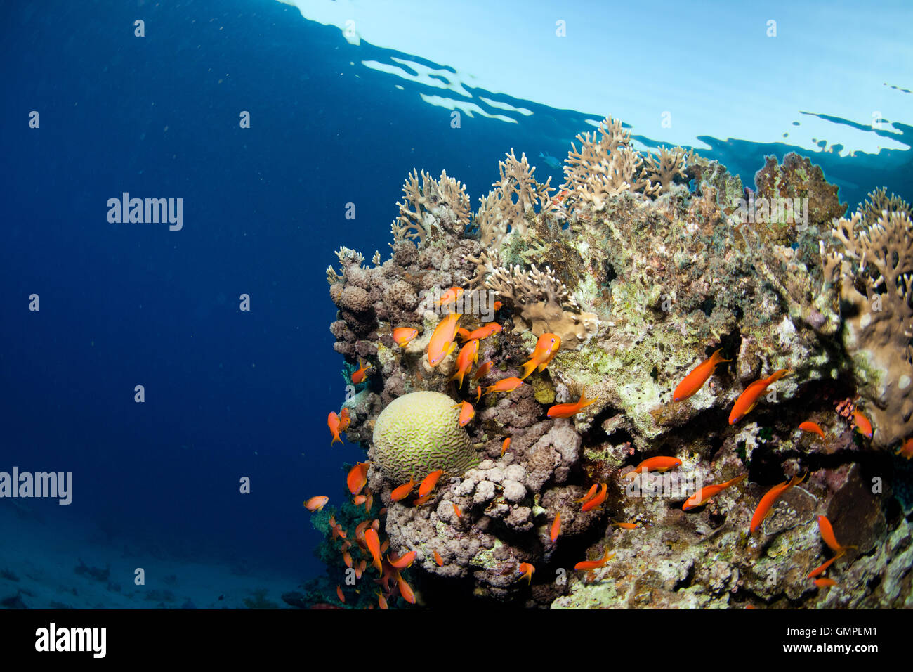 fish and corals in the sea Stock Photo