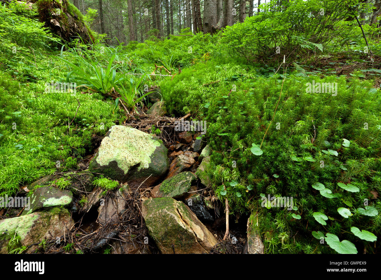 Summer forest Stock Photo