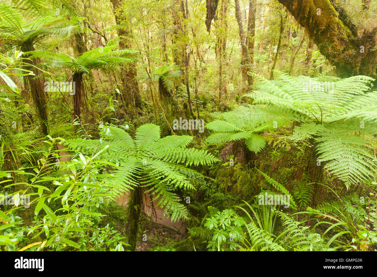 Lush green NZ fern tree rainforest wilderness Stock Photo Alamy