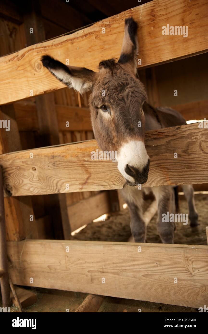 Lonely Donkey Looking Out of His Pen Stock Photo Alamy