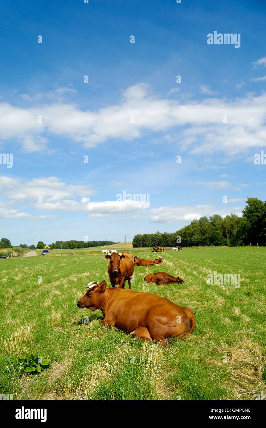 Cows on green grass Stock Photo - Alamy
