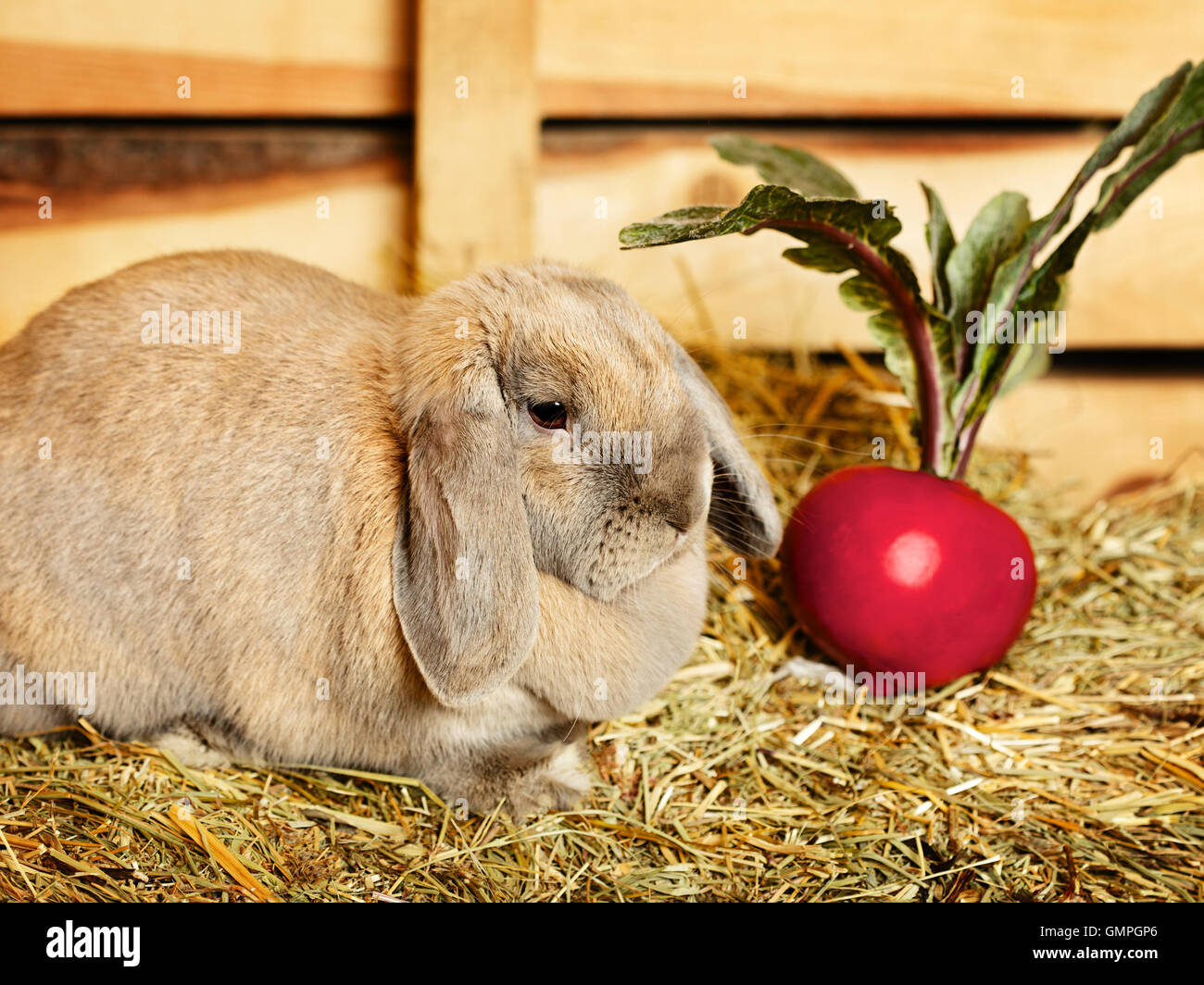 Яблоки кроликам можно давать. Кролики. Еда для кроликов. Кролик домашний. Кормовой кролик.